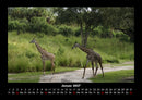Giraffen Fotokalender 2027 - 1