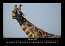 Giraffen Fotokalender 2027 - 2