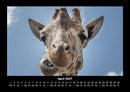 Giraffen Fotokalender 2027 - 4