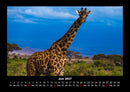 Giraffen Fotokalender 2027 - 6