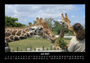 Giraffen Fotokalender 2027 - 7