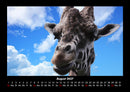 Giraffen Fotokalender 2027 - 8