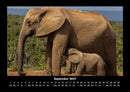Elefanten Fotokalender 2027 - 9