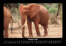 Elefanten Fotokalender 2027 - 10