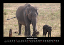 Elefanten Fotokalender 2027 - 11
