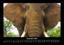 Elefanten Fotokalender 2027 - 12