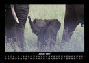 Elefanten Fotokalender 2027 - 1
