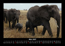 Elefanten Fotokalender 2027 - 3