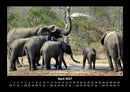 Elefanten Fotokalender 2027 - 4