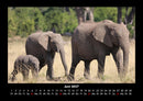 Elefanten Fotokalender 2027 - 6