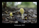 Waldzauber Fotokalender 2027 - Hauptbild