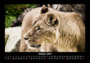 Löwen in der Wildnis Fotokalender 2027 - 10