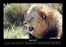 Löwen in der Wildnis Fotokalender 2027 - 4