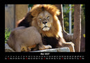 Löwen in der Wildnis Fotokalender 2027 - 5