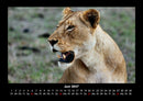 Löwen in der Wildnis Fotokalender 2027 - 6