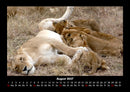 Löwen in der Wildnis Fotokalender 2027 - 8