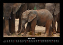 Welt der Tiere Fotokalender 2027 - 3