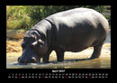 Welt der Tiere Fotokalender 2027 - 4