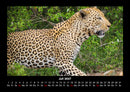 Welt der Tiere Fotokalender 2027 - 7