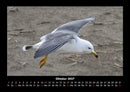 Möwen Fotokalender 2027 - 10