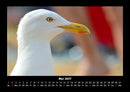 Möwen Fotokalender 2027 - 5