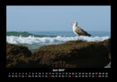 Möwen Fotokalender 2027 - 6