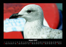 Möwen Fotokalender 2027 - 8