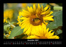 Bien Fotokalender 2027 - 12