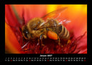 Bien Fotokalender 2027 - 1