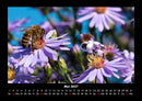 Bien Fotokalender 2027 - 5