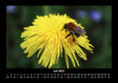 Bien Fotokalender 2027 - 7