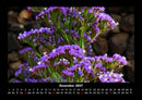 Blumenträume Fotokalender 2027 - 12