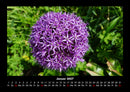 Blumenträume Fotokalender 2027 - 1