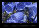 Blumenträume Fotokalender 2027 - 2