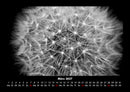 Blumenträume Fotokalender 2027 - 3