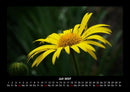 Blumenträume Fotokalender 2027 - 7