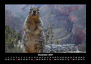 Der Tierkalender Fotokalender 2027 - 12