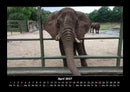 Der Tierkalender Fotokalender 2027 - 4