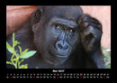 Der Tierkalender Fotokalender 2027 - 5