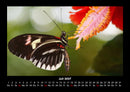 Der Tierkalender Fotokalender 2027 - 7