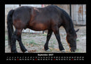 Pferdegeflüster Fotokalender 2027 - 9