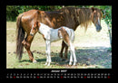 Pferdegeflüster Fotokalender 2027 - 1