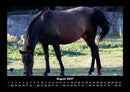 Pferdegeflüster Fotokalender 2027 - 8