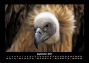 Vogelparadies Fotokalender 2027 - 9