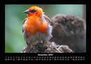 Vogelparadies Fotokalender 2027 - 12
