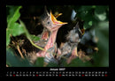 Vogelparadies Fotokalender 2027 - 1