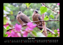 Vogelparadies Fotokalender 2027 - 4