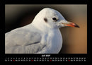 Vogelparadies Fotokalender 2027 - 7