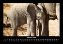 Elefanten - Die sanften Riesen Afrikas Fotokalender 2027 - 10
