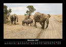 Elefanten - Die sanften Riesen Afrikas Fotokalender 2027 - 11
